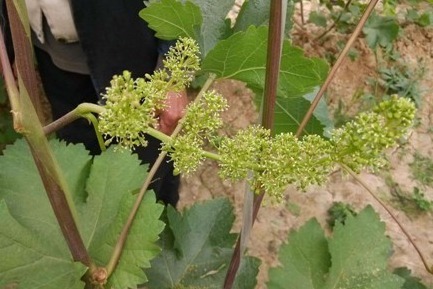 怎么管理能让葡萄萌芽整齐？