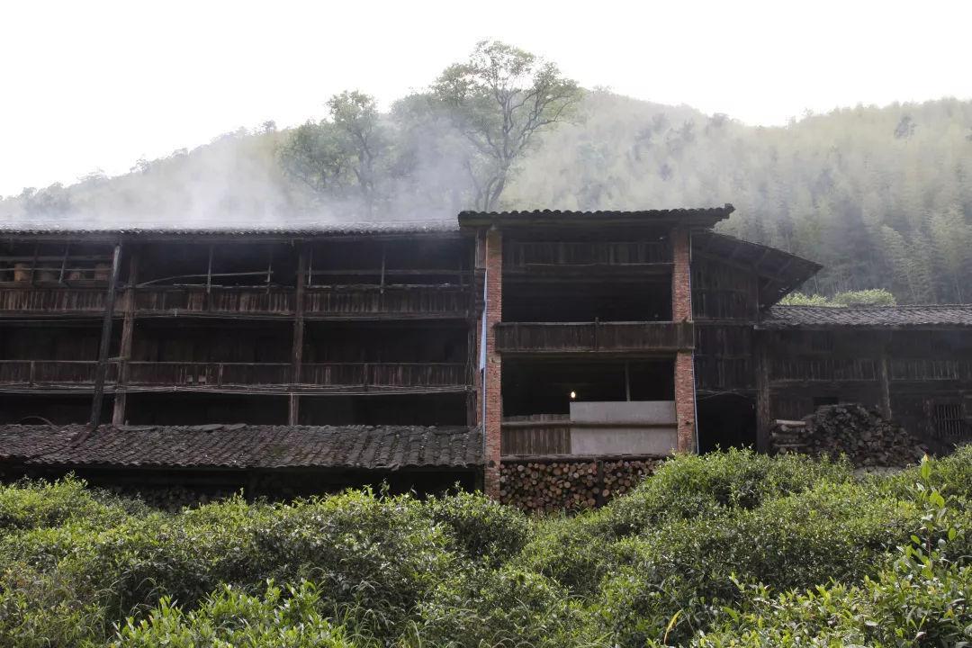高级评茶师告诉你:武夷山最美红茶 —— 正山小种的秘密