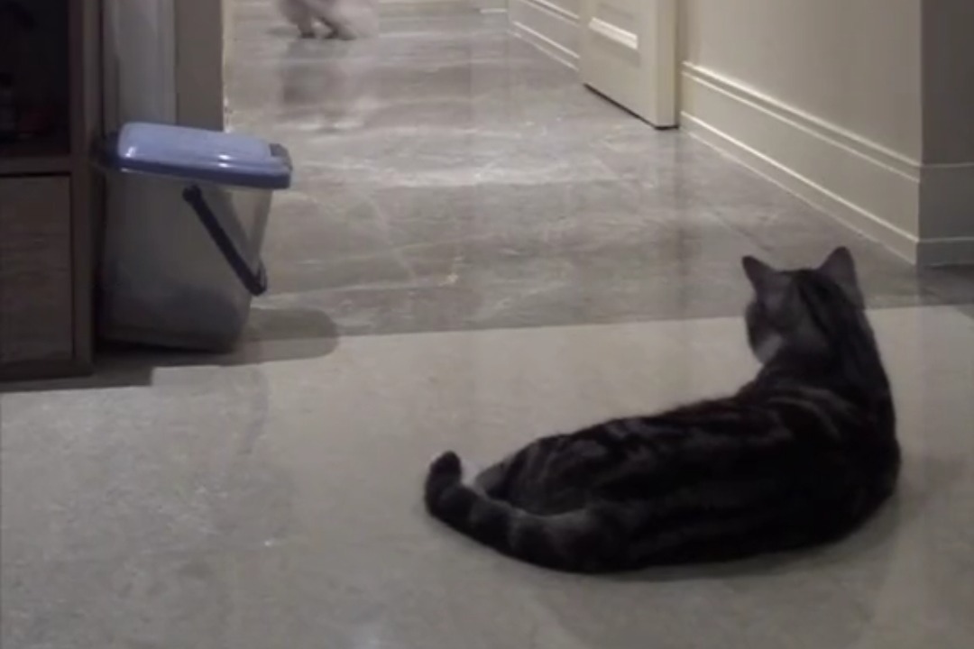 众所周知，猫和猫尾巴是两种不同的生物