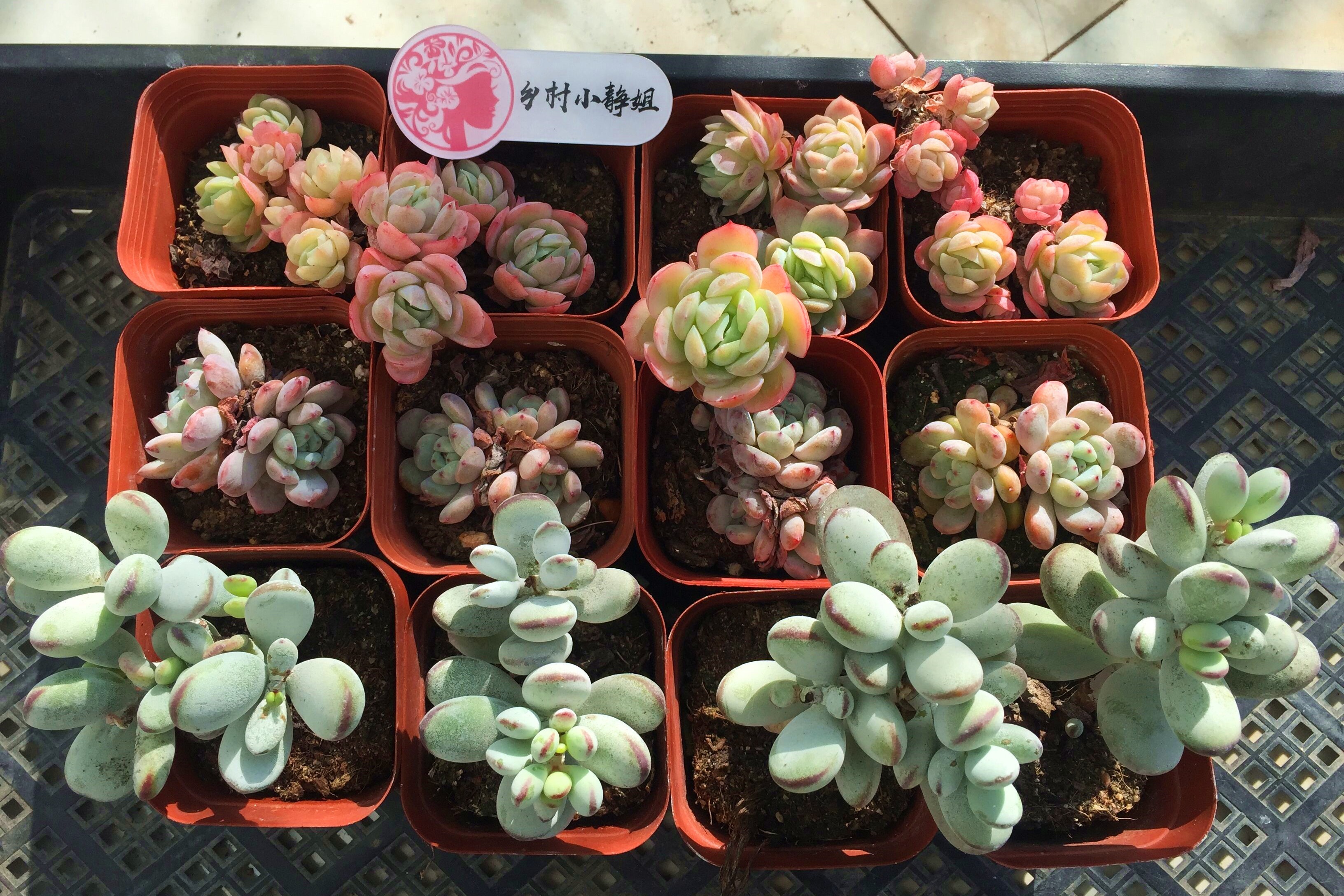 多肉黑腐的原因了解一下及时补救肉肉才会健康生长