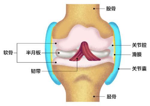 滑膜是位于关节囊的最内层,淡红色,平滑闪光,薄而柔润,被覆于关节囊内
