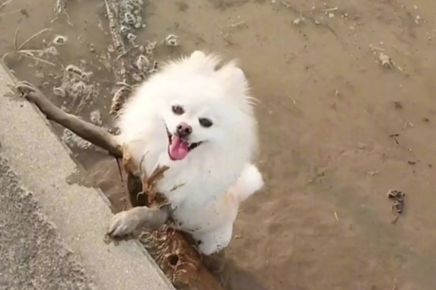 当萨摩耶掉进泥潭你就会得到一只性感的狗狗