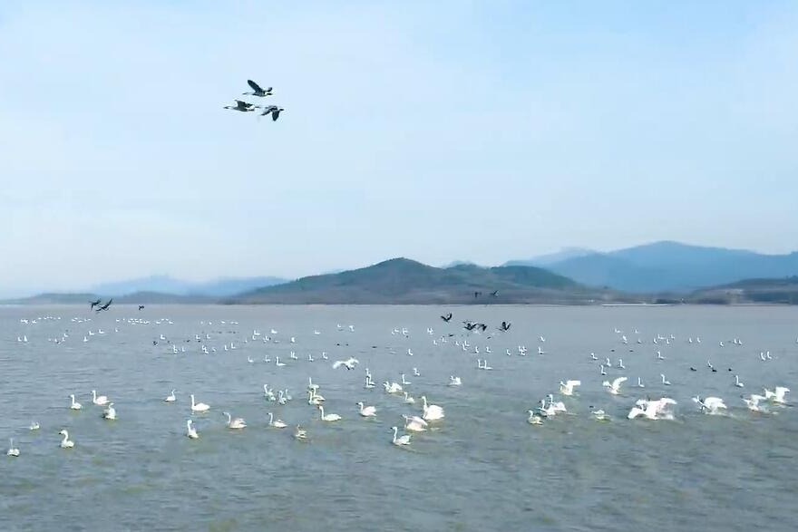 彭泽县：太泊湖畔候鸟飞
