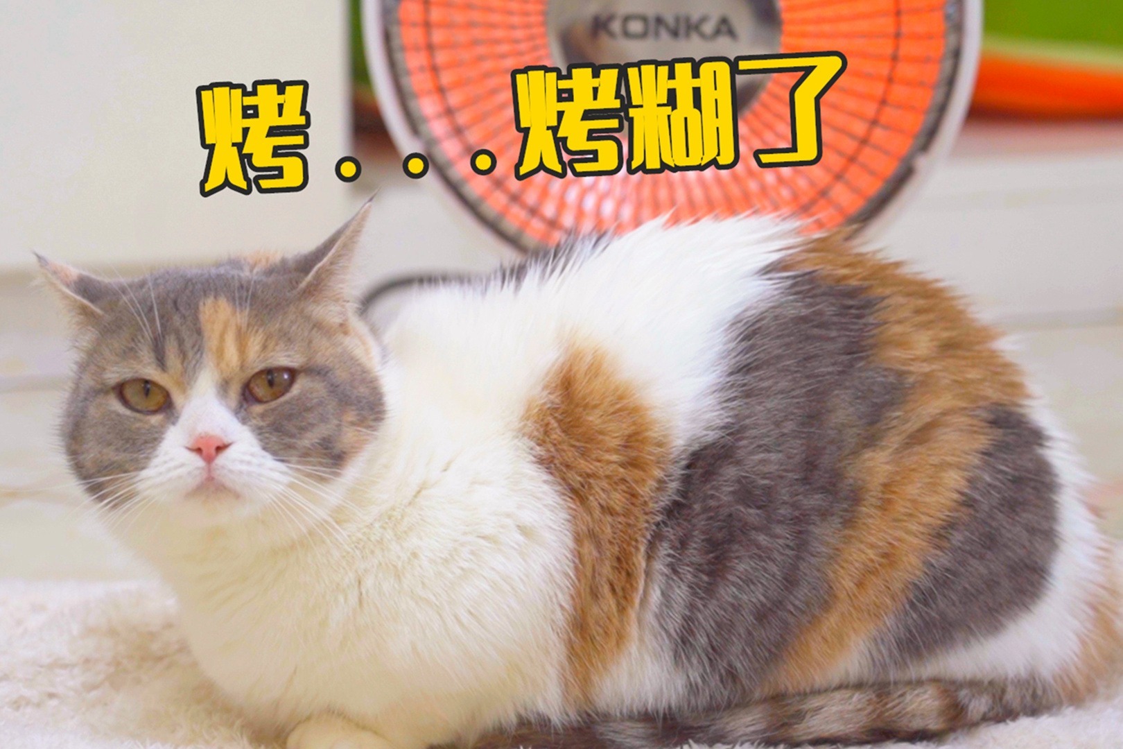 天气太冷猫咪烤小太阳取暖差点烤焦了