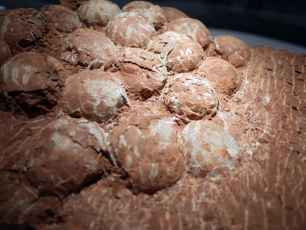 福建也有恐龙化石啦!