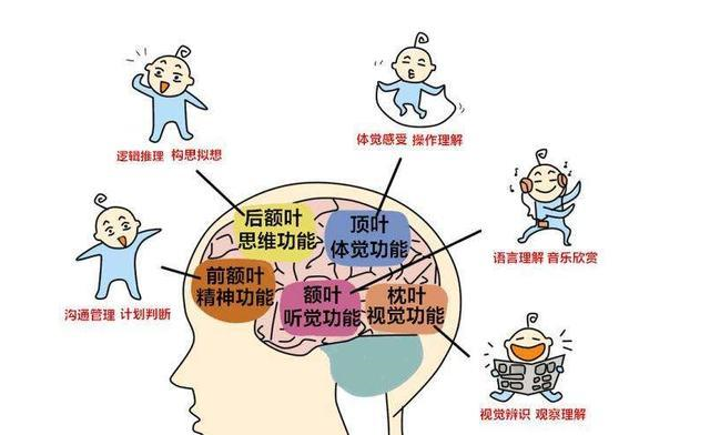 神经科学家研究发现:促进孩子大脑发育,不是靠阅读,而是游戏