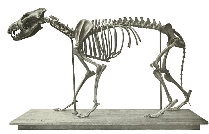 狼的骨骼结构图图片