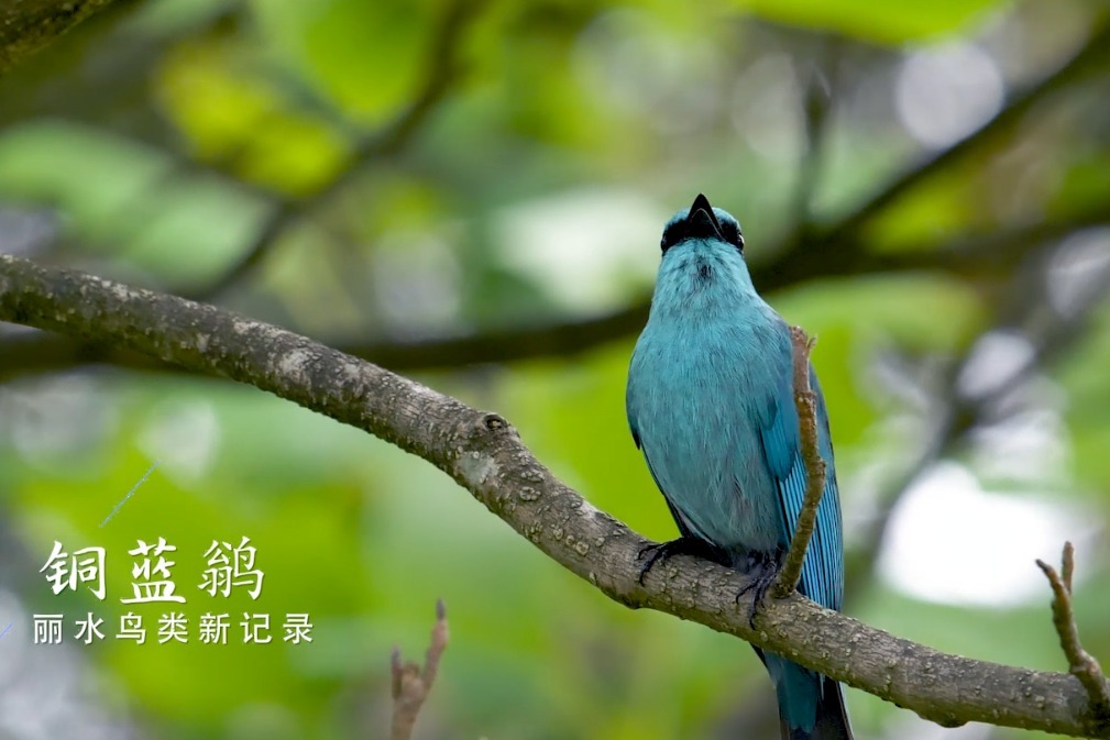 丽水积极探索生物多样性保护 争创“中国生物多样性保护引领区”