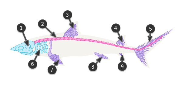 鲨鱼的身体结构图名称图片