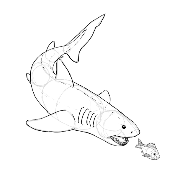 远古鲨鱼怎么画 巨型图片