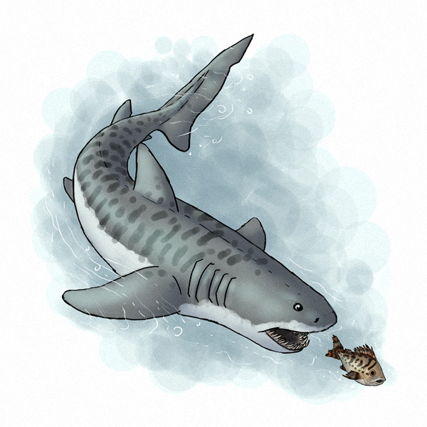 教你超写实鲨鱼板绘画法教程!