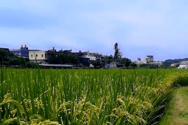 思窝：《十万个为什么》说抓蜻蜓技巧手指画圈，经过实践纯属扯淡