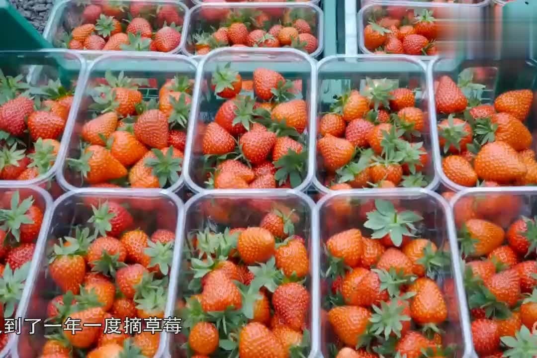 草莓机器人