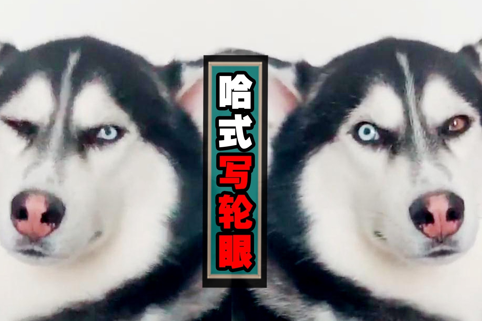 开了写轮眼的二哈有多恐怖反正那一瞬间我是怕了