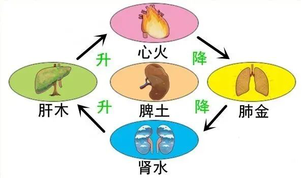 大白话说中医一百一十八期|体寒肝虚抓主因,先调便秘全身受益!__凤凰网