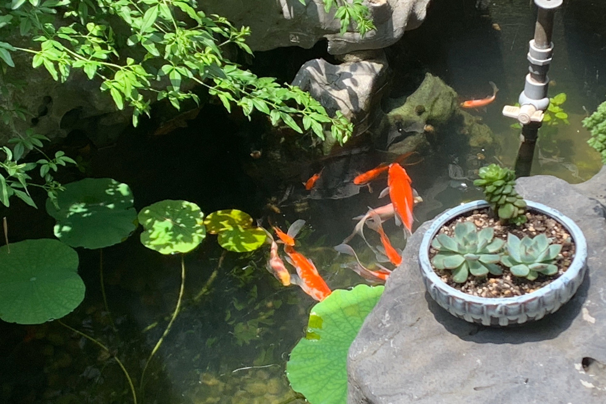 美丽的鱼池使用鱼池过滤器后水质清澈见底效果棒棒哒