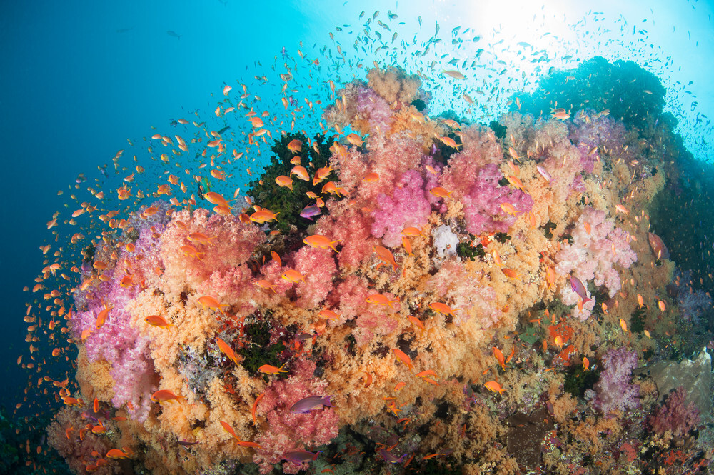 海洋究竟是什么颜色呢?潜入海底,探秘色彩斑斓的新世界