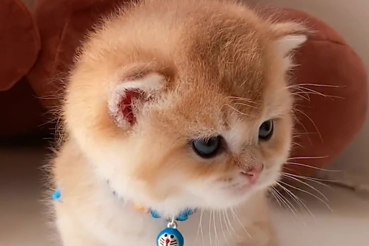 圆头圆脑圆肚皮