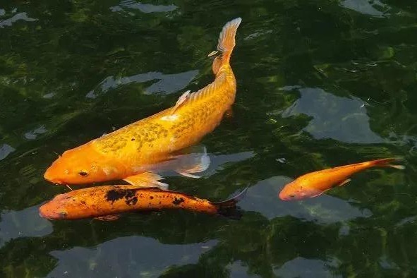 阳台鱼池，使用鱼池过滤器，水质依旧清澈见底，水清鱼美！