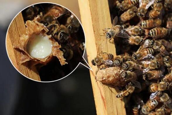 蜂王浆过滤浆怎么鉴别蜂王浆真假辨别方法