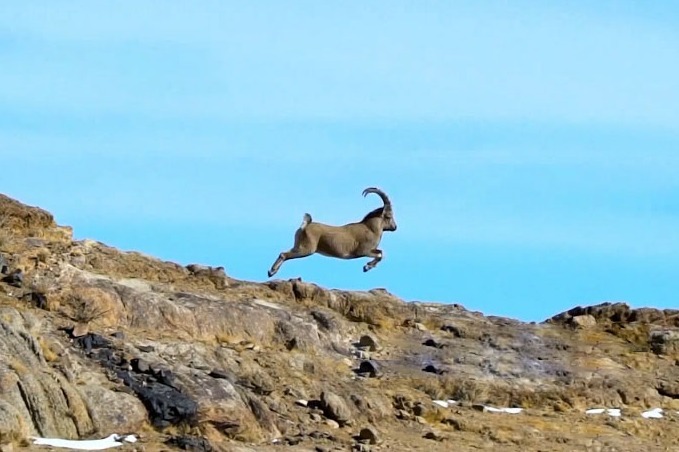 保护野生动物，就是保护人类自己