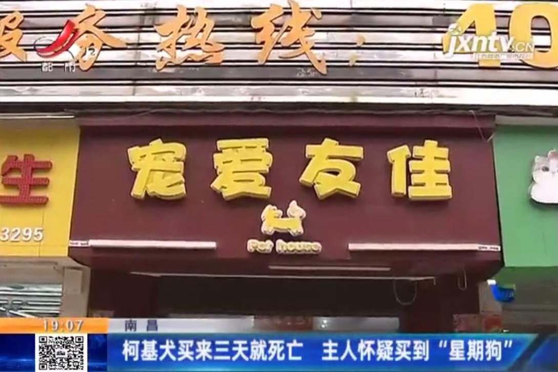 在南昌千花伴花鸟市场买柯基犬三天就死亡 主人怀疑买到“星期狗”