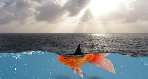 安道麦控股科利农或陷交易迷局：草铵膦项目权属