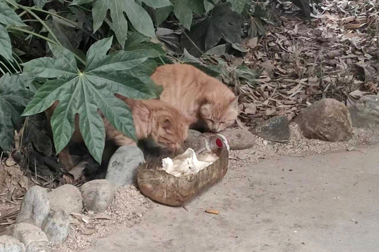 流浪猫吃什么食物最好【流浪猫吃什么食物】