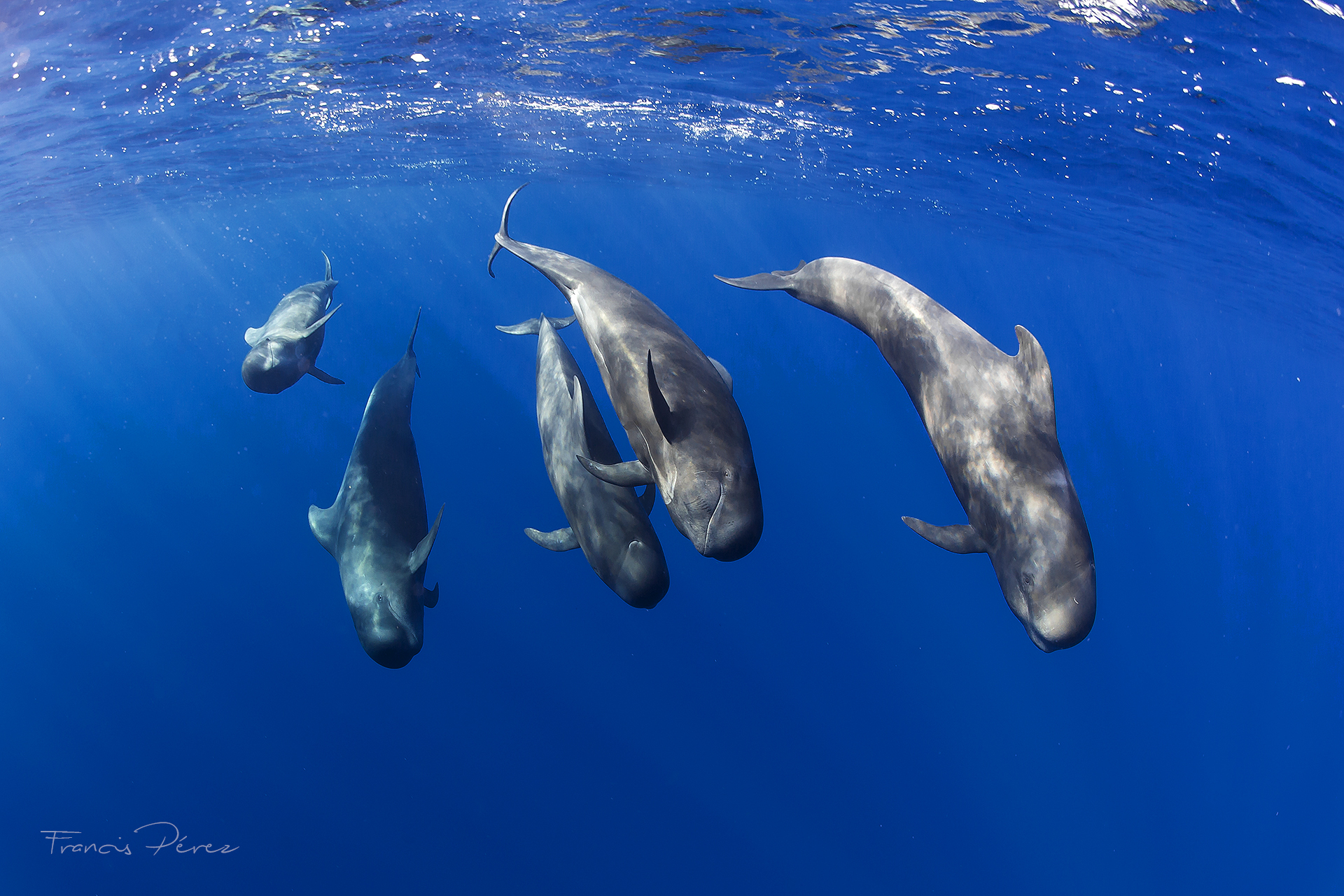 世界动物保护协会:全球新增两个鲸豚遗产地