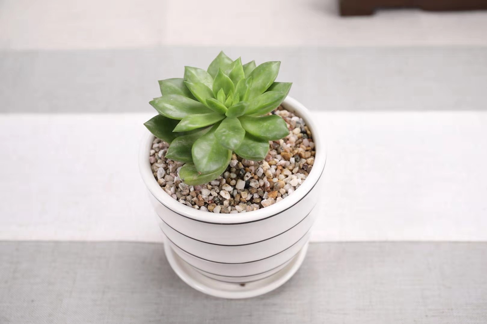 麦饭石拌土养多肉好不好