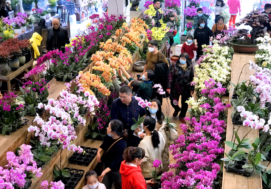 今年春节年宵花卉销售火爆 市民望海花市抢"年货" __凤凰网