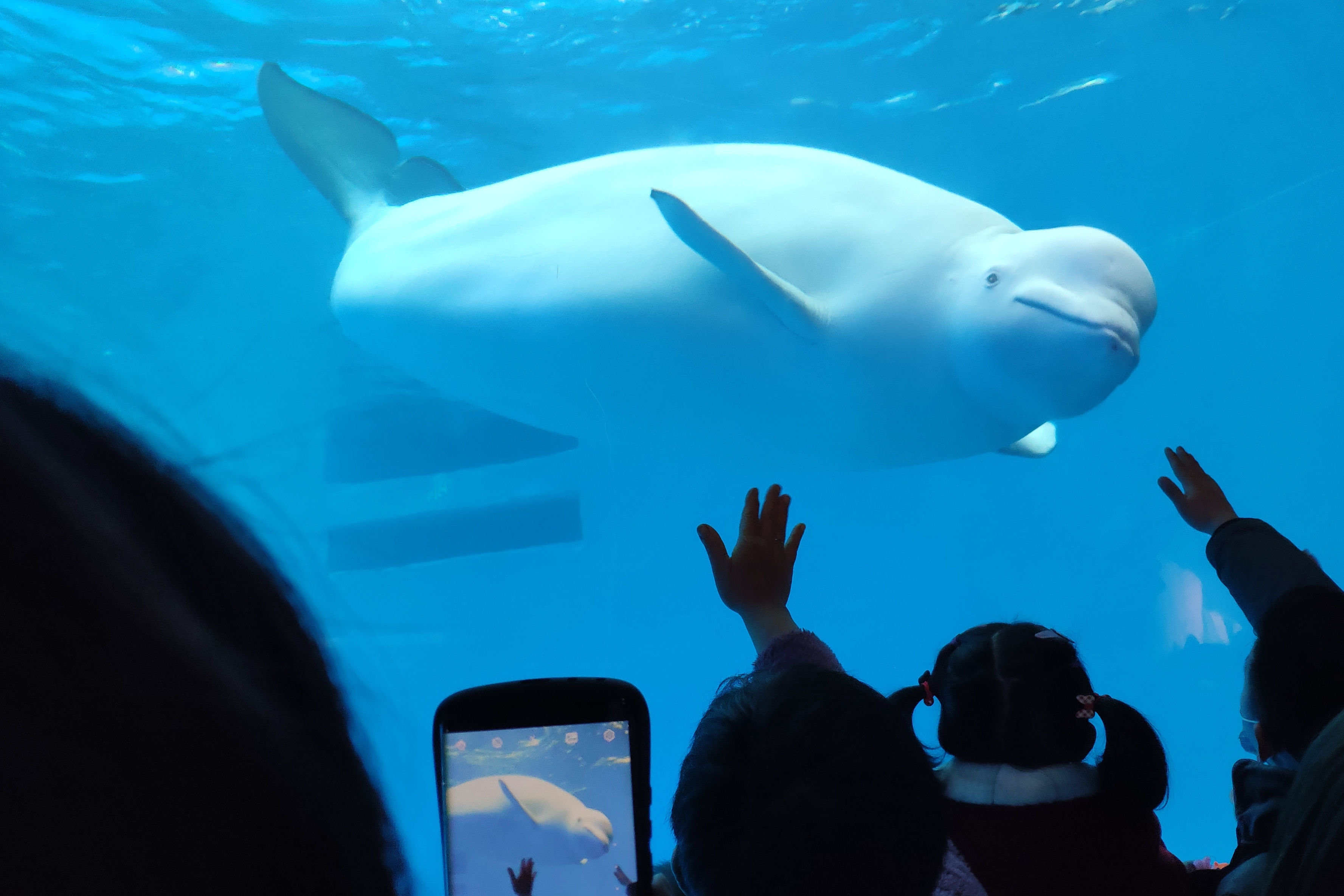 动物狂欢节水族馆图片