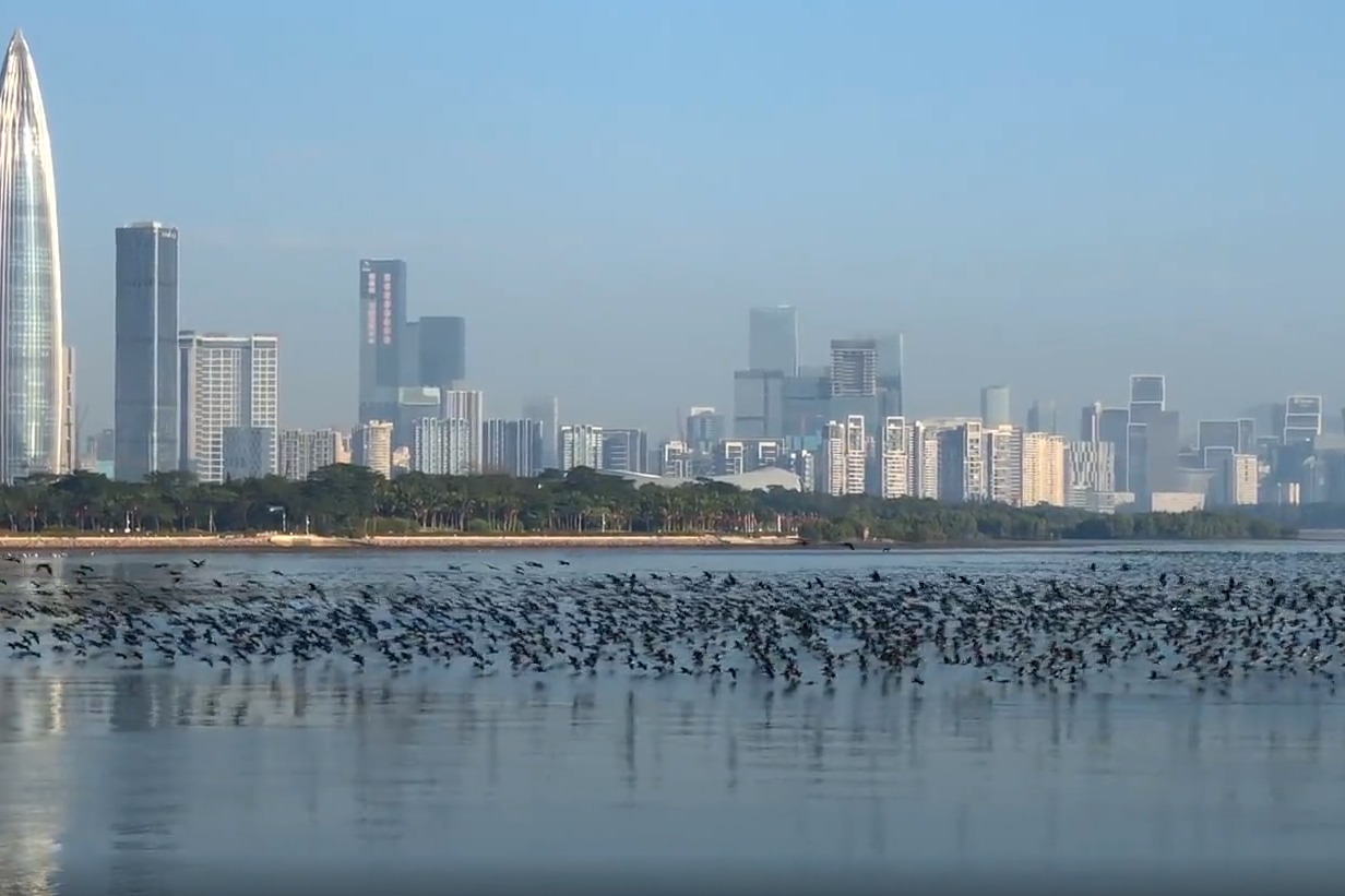 万只鸬鹚舞动深圳湾 奏响“深圳湾生态交响曲”_凤凰网视频_凤凰网