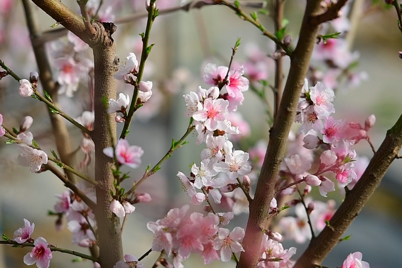 春日赏花 | 美人梅花开南北大道 赏花的大妈好喜欢
