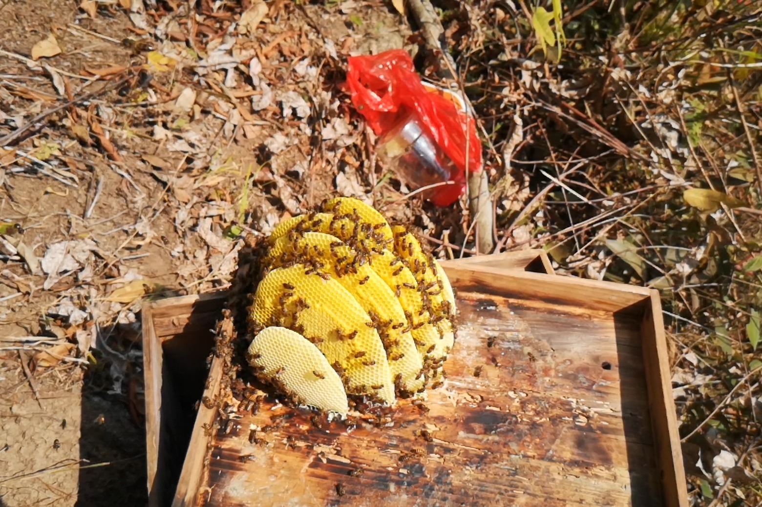 水缸养蜜蜂 水缸养蜜蜂好吗