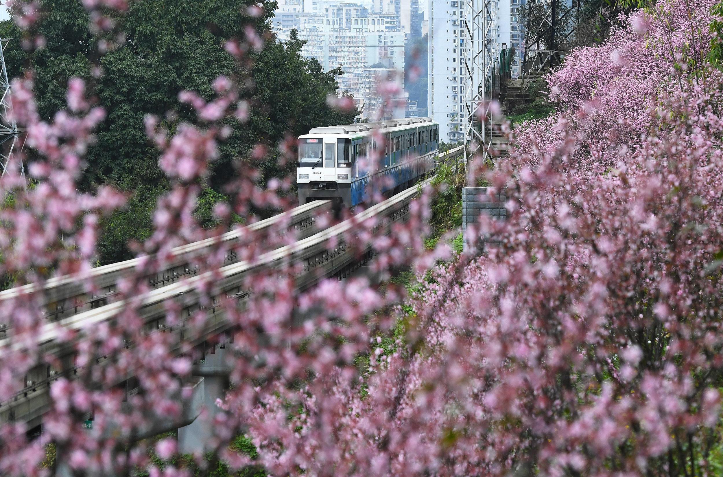 重庆29区县提早入春 正是春花烂漫时