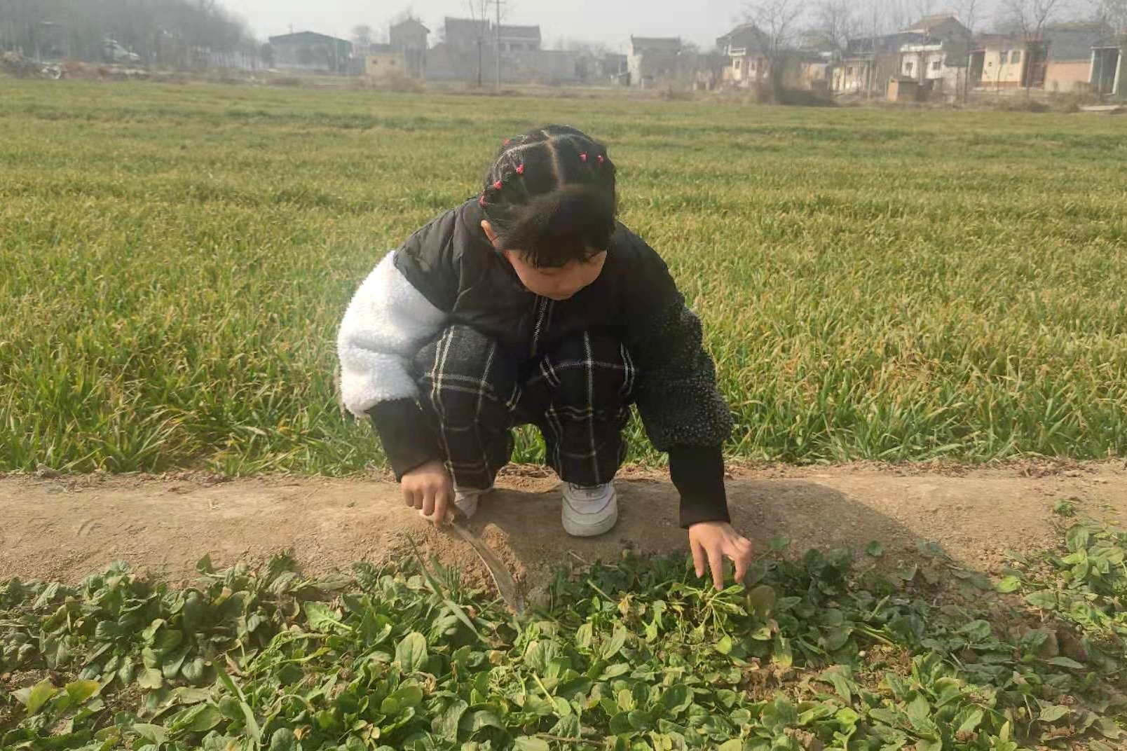 带女儿去陕西农村，第一次挖荠荠菜和菠菜，差点把爷爷的手给挖了