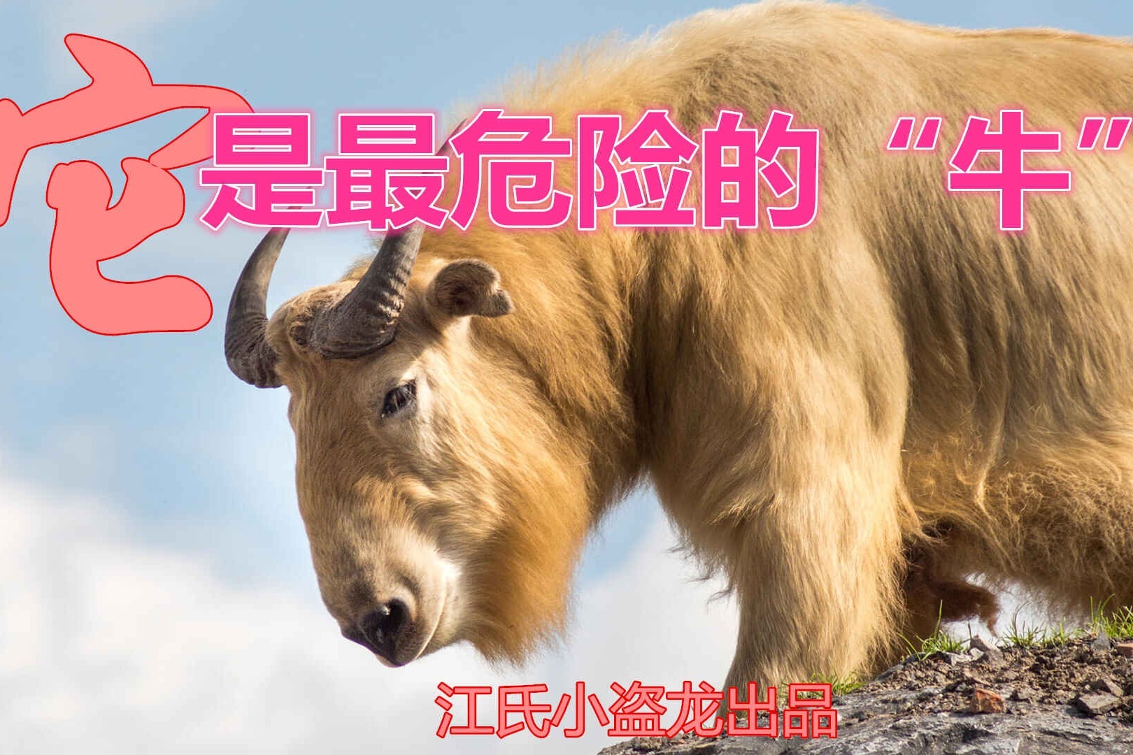 【牛年说牛】它是中国最危险的“牛”！_凤凰网