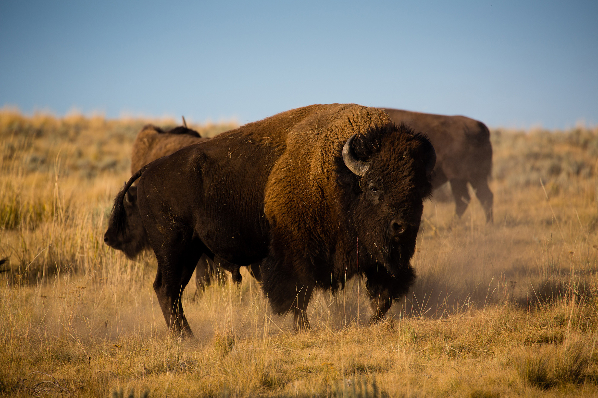 图注:今天的美洲野牛是草原野牛的后代,图片来自网络