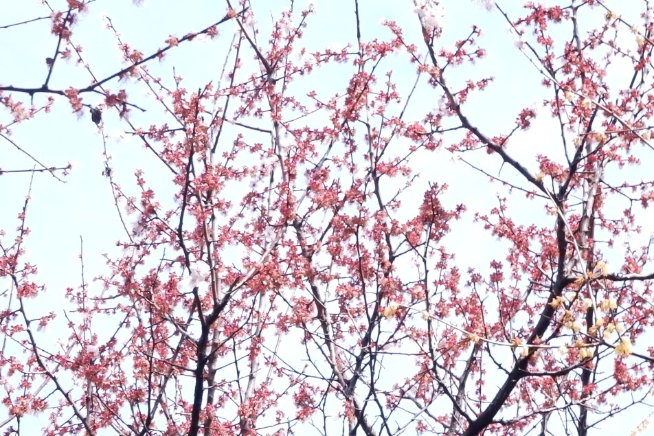 一起寻春 | 来滨江宪法公园 沐浴这场“花雨”