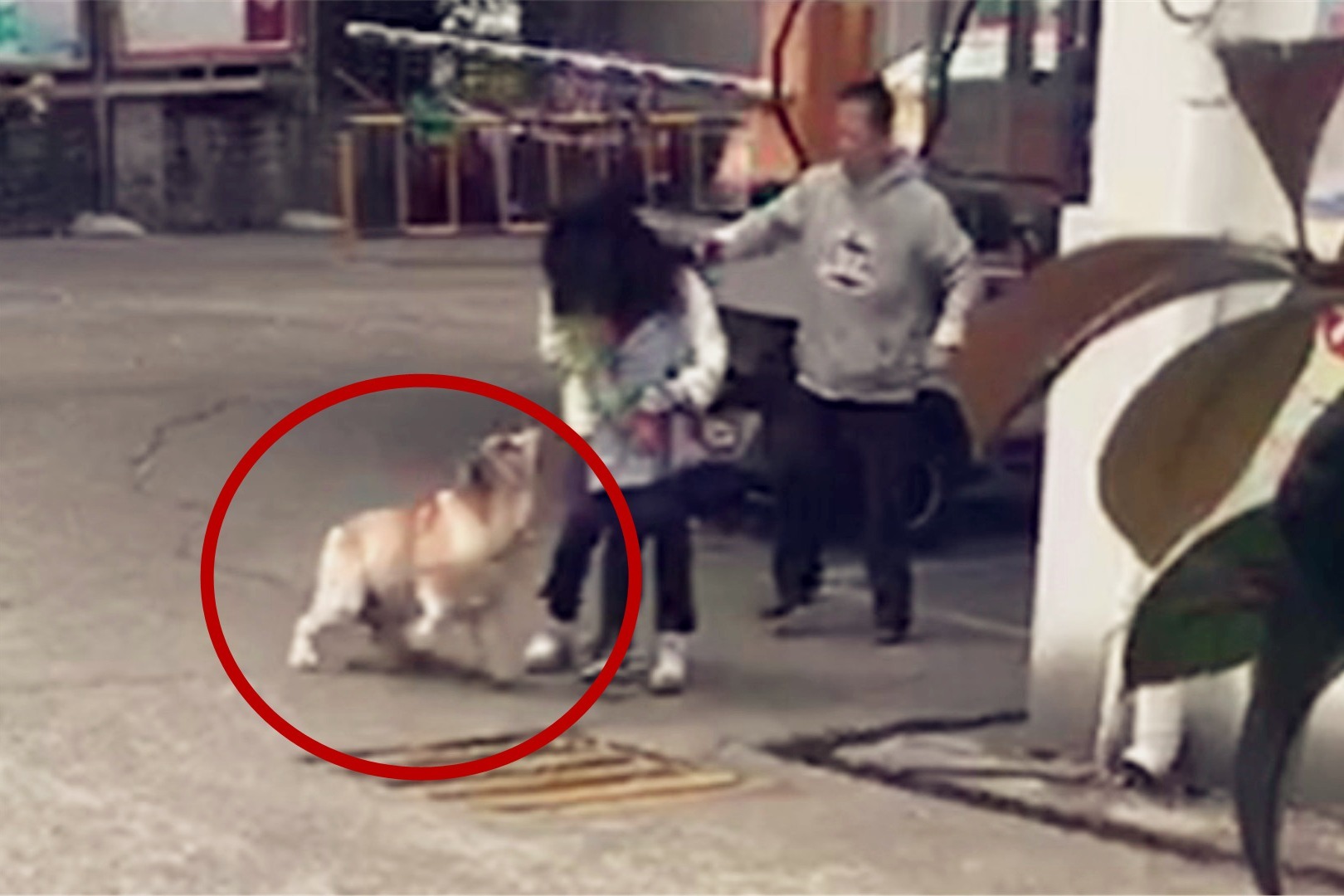 惊心！实拍：60多斤重斗牛犬失控扑咬人 女子舍身护住小女孩