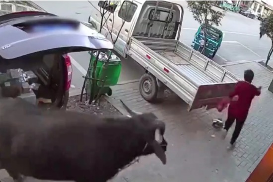 滁州：大妈穿红衣上街遭老牛追赶 机智掉头躲过一劫