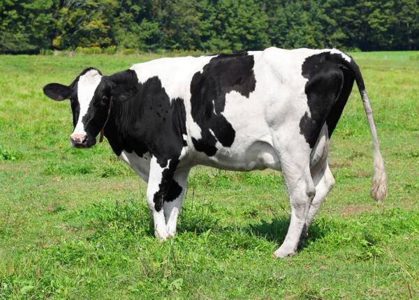 入冬前奶牛管理需要抓啥__凤凰网