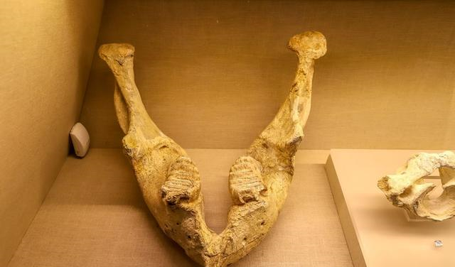 万州博物馆镇馆之宝,世界上保存最完整东方剑齿象化石,非常壮观