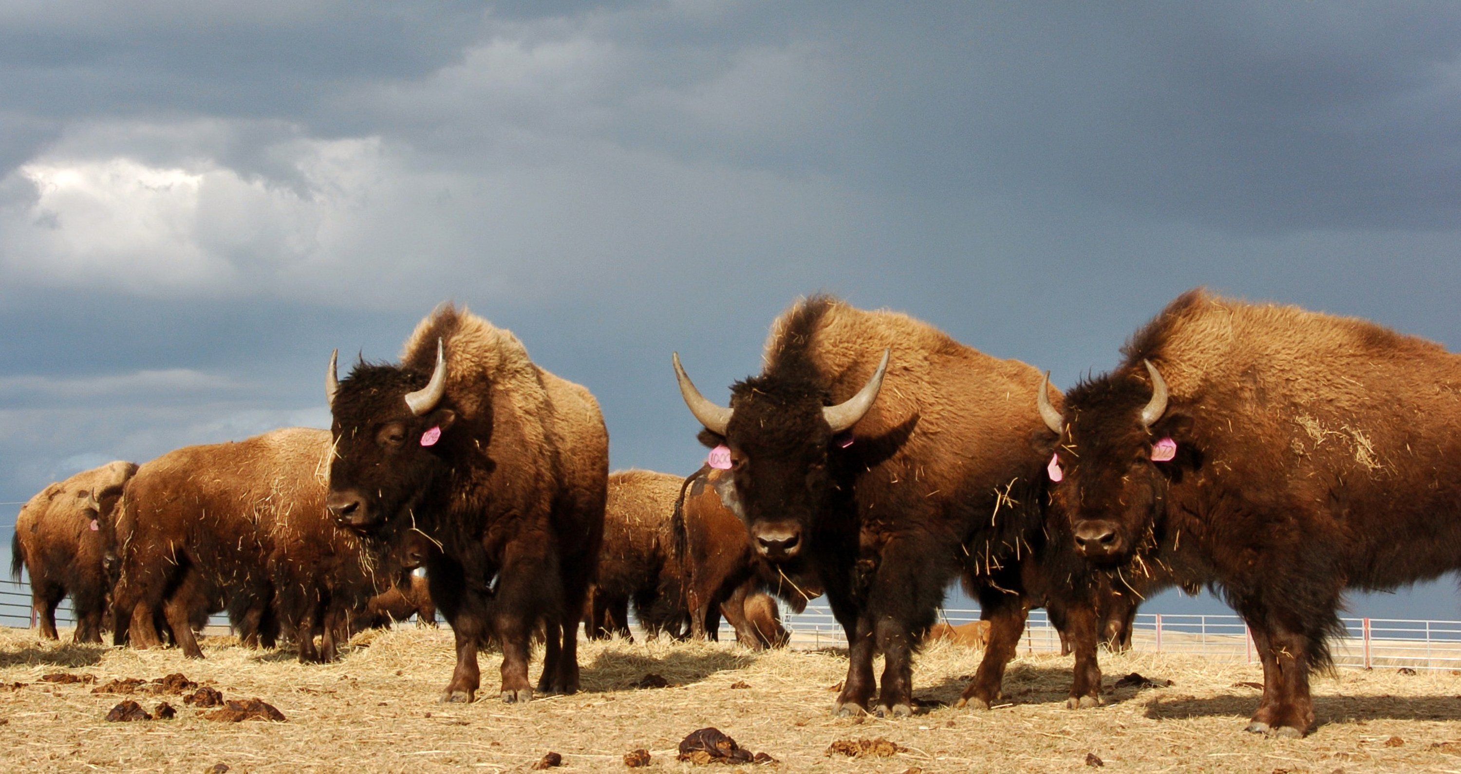 图注:草原上的美洲野牛,图片来自网络