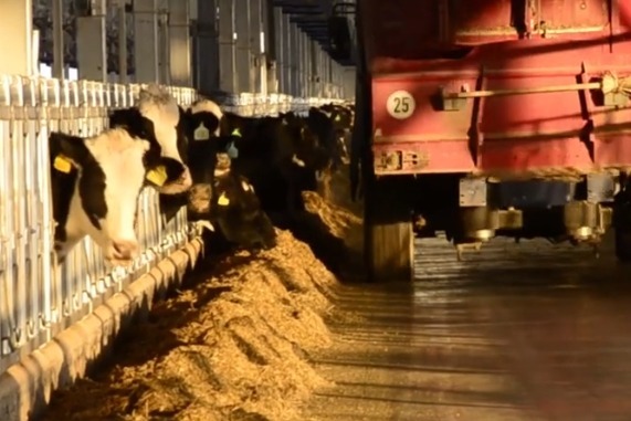 牧场数据化这么“牛”：堆草挤奶喂牛都用机器人