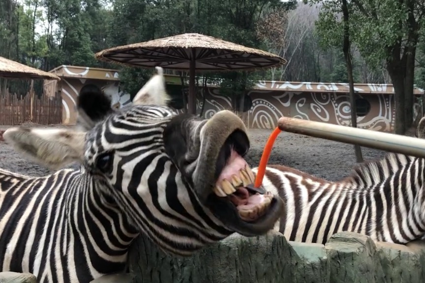 这个斑马吃东西承包了我一天的笑点