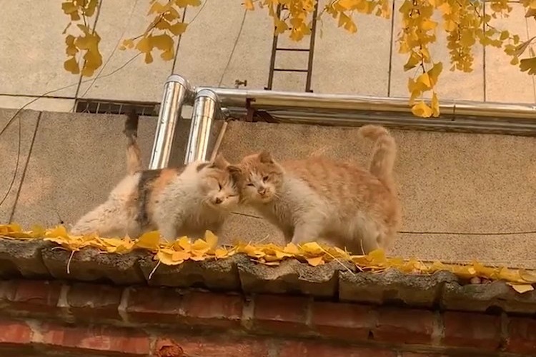 你认为巷子里的猫很自由