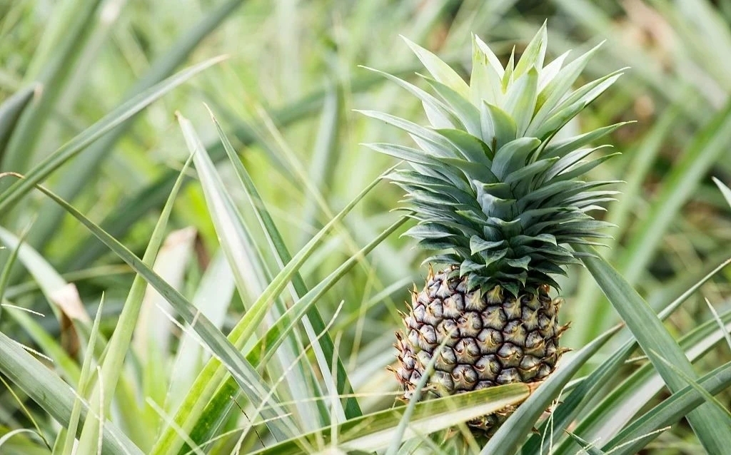 菠萝,一个美丽的错误