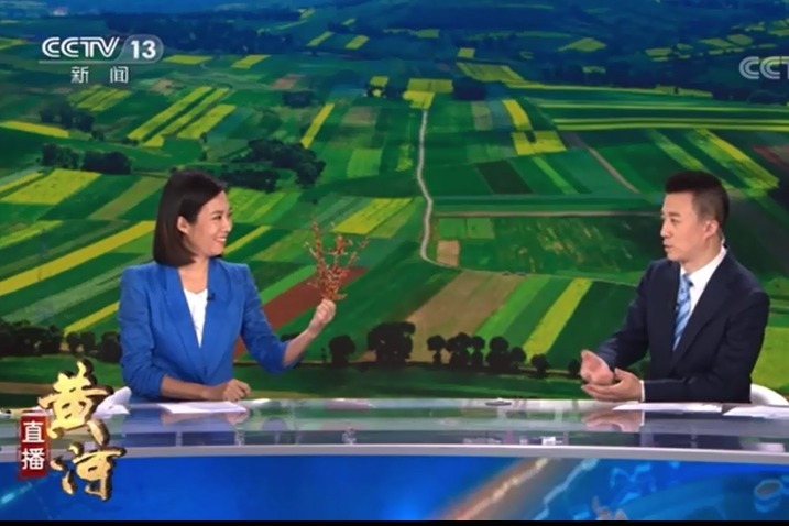 央视新闻《直播黄河》栏目解说沙棘